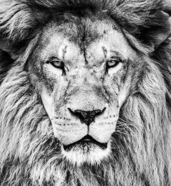 Portrait of beautiful African lion in black and white — Stock Photo, Image