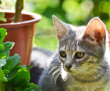 Bahçe de sevimli kedi