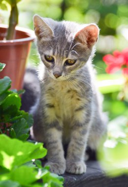 Bahçe de sevimli kedi