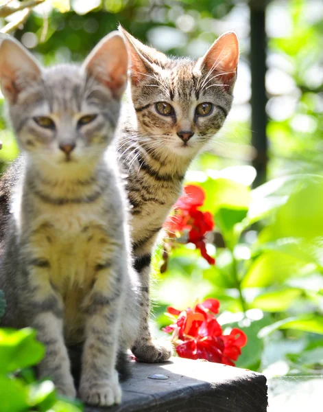 Bahçe içinde şirin yavru kedi — Stok fotoğraf