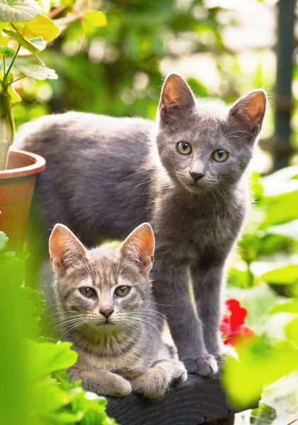 Милые котята в саду — стоковое фото