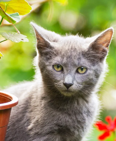Bahçe de sevimli kedi — Stok fotoğraf