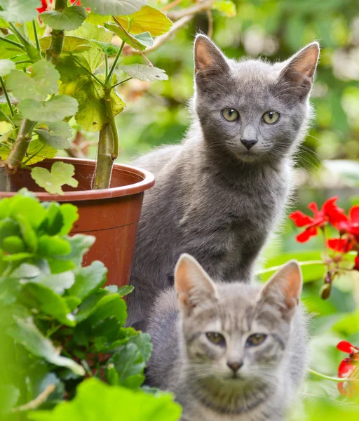 Lindos gatitos en el jardín — Foto de Stock