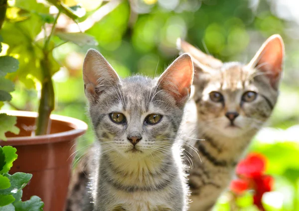 Bahçe içinde şirin yavru kedi — Stok fotoğraf