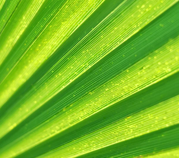 Sammanfattning av palm leaf konsistens — Stockfoto