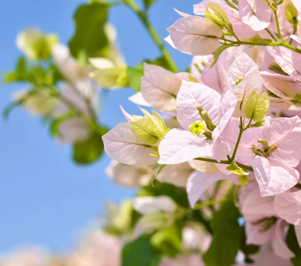 Bellissimi fiori bouganville contro il cielo blu — Foto Stock