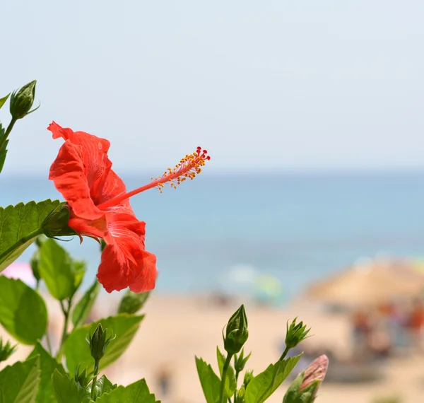 Prachtige Hibiscus bloem tegen zee — Stockfoto