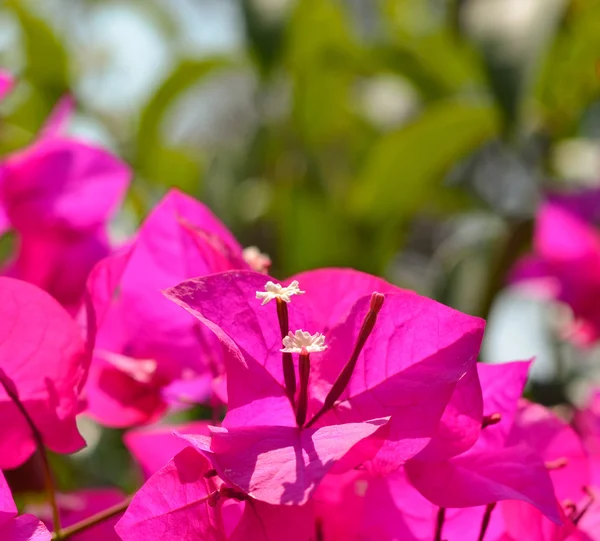 Fiore di Bougainvillea — Foto Stock