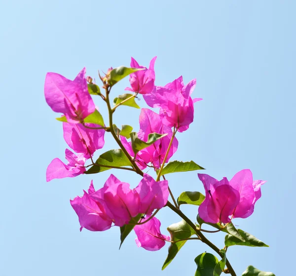 Flor de buganvília — Fotografia de Stock