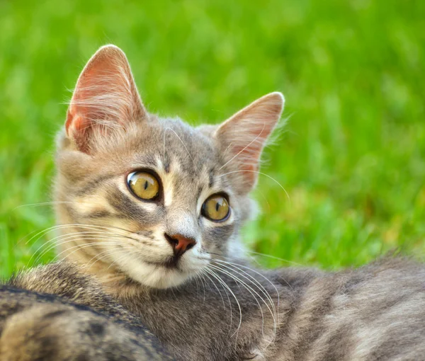 Portre sevimli kedi yavrusu açık — Stok fotoğraf