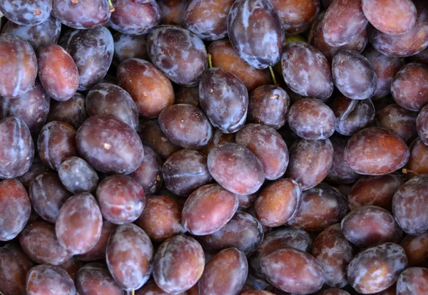 Fresh plum fruit background — Stock Photo, Image