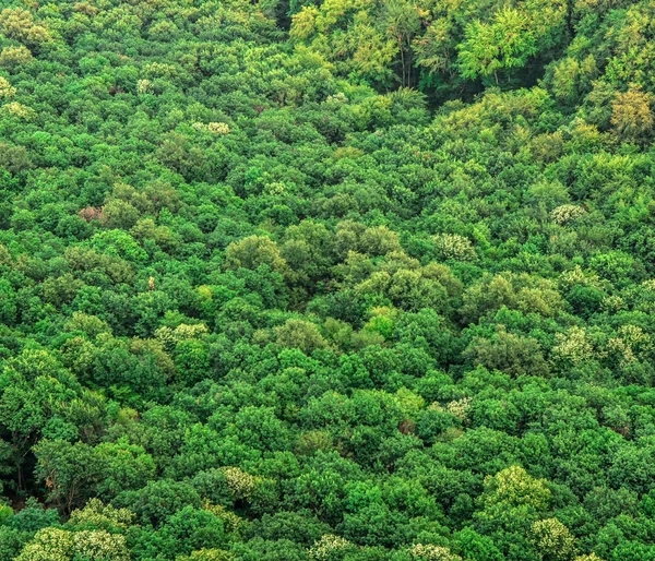 Groene bos achtergrond — Stockfoto