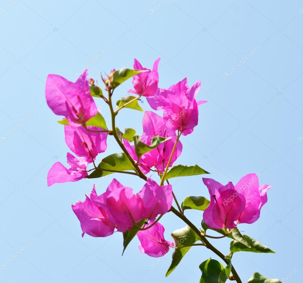 Bougainvillea flower Stock Photo by ©Alexis84 30496567
