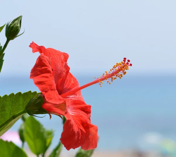 Hibiscus çiçeği — Stok fotoğraf