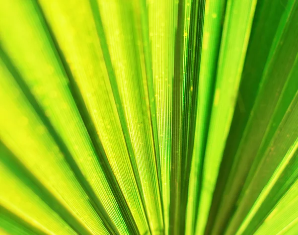 Palmový list abstraktní pozadí — Stock fotografie