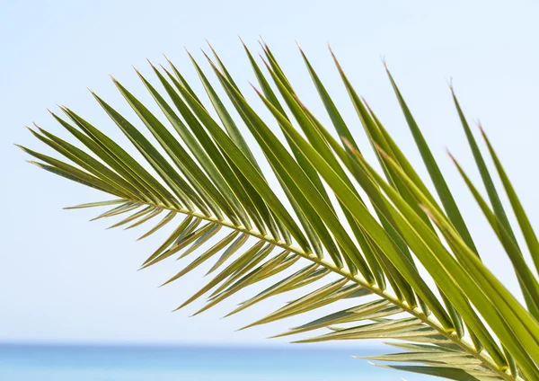 Palm leaf abstract background — Stock Photo, Image