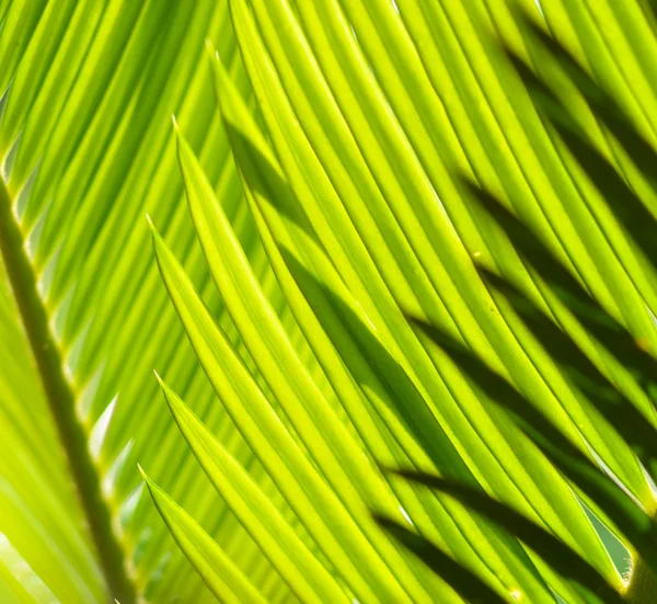 Palm leaf abstrakt bakgrund — Stockfoto