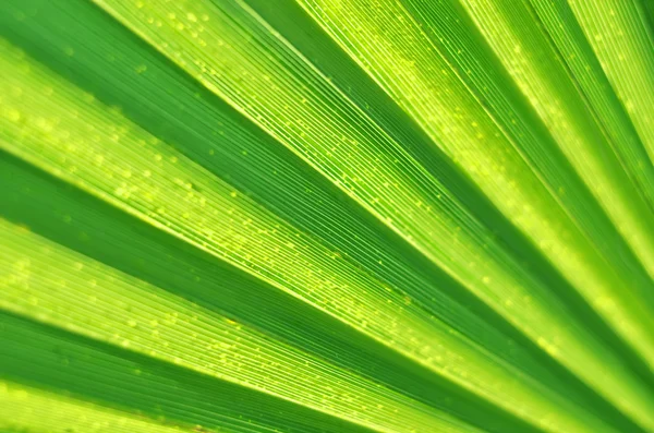 Textura da folha de palma — Fotografia de Stock