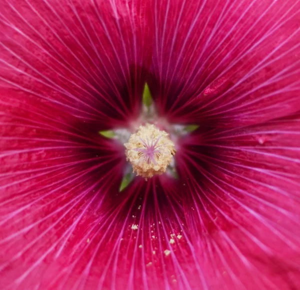 Purple flower extreme macro — Stock Photo, Image