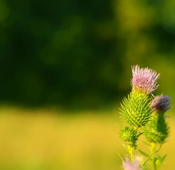 Cardo viola su un prato verde — Foto Stock