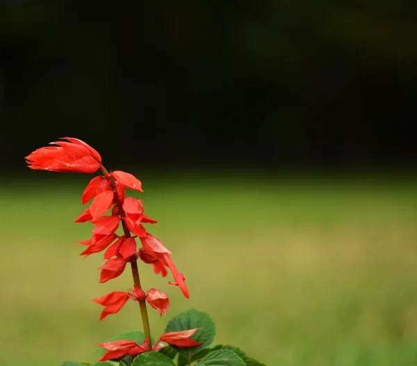 Red flower against blured nature background — Stock Photo, Image