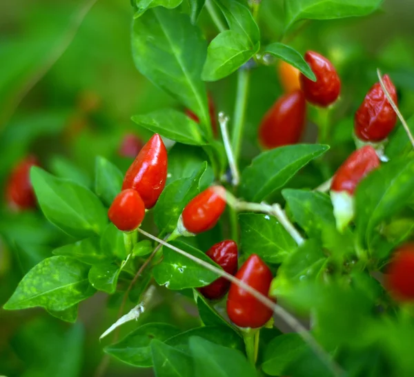 Liten paprika grönsaker i trädgården — Stockfoto