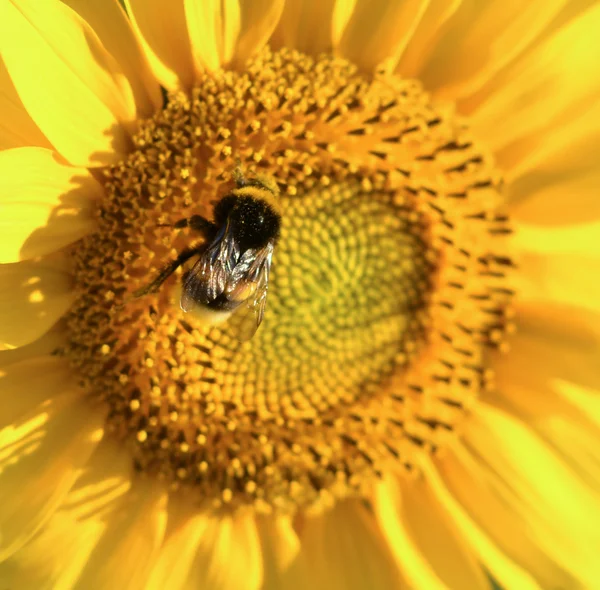 Girassol flor e abelha macro tiro — Fotografia de Stock