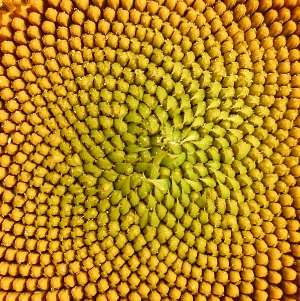 Ayçiçeği makro çekim — Stok fotoğraf