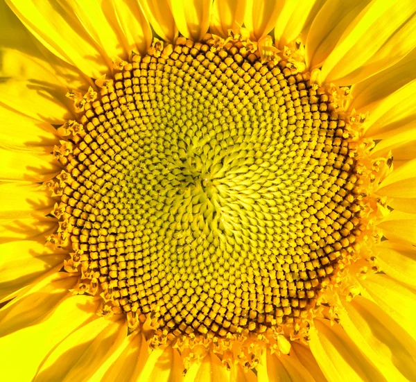 Sonnenblumen-Makroschuss — Stockfoto