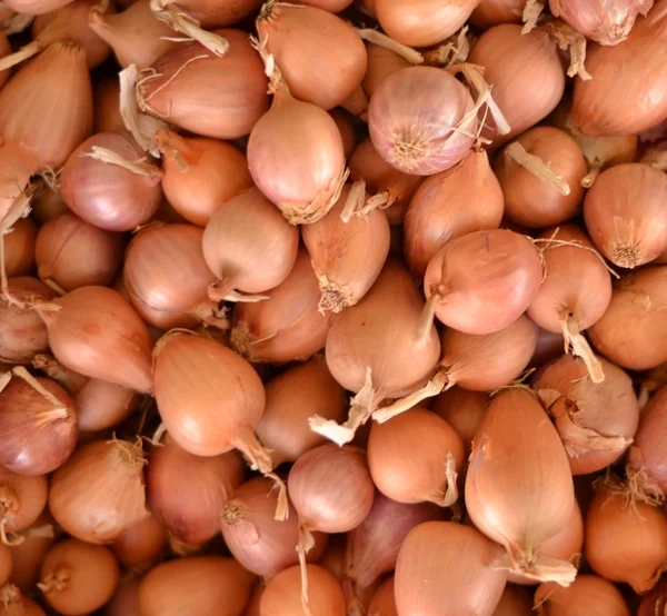 Yellow onions background — Stock Photo, Image