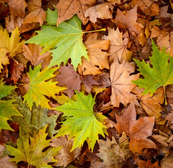 秋の葉の背景 - 秋の概念 — ストック写真