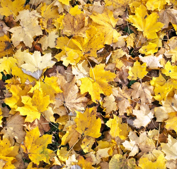 Herfstbladeren - close-up shot — Stockfoto