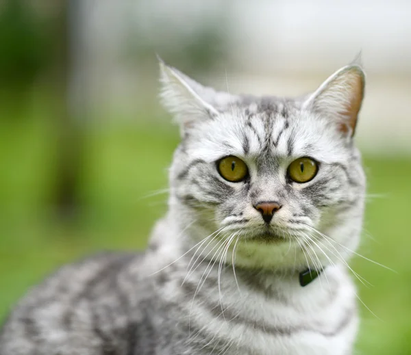 美丽的愤怒猫肖像 — 图库照片