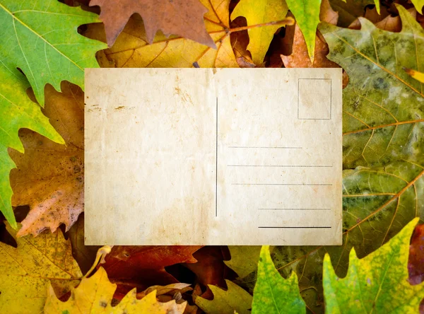 Cartão postal vintage vazio contra folhas de bordo — Fotografia de Stock