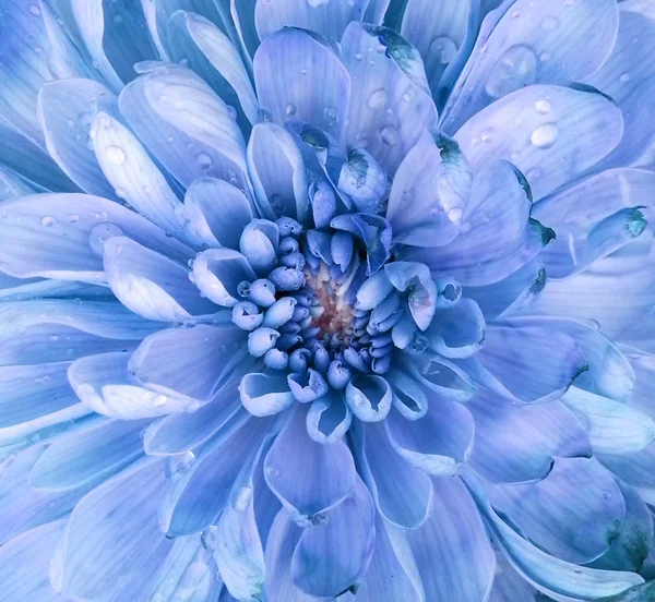 Kasımpatı çiçeği makro çekim — Stok fotoğraf