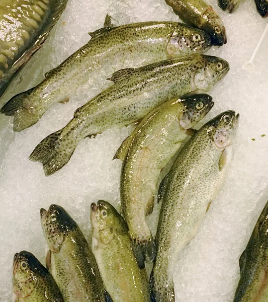 Fresh fish on ice at market — Stock Photo, Image