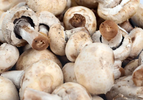 Champignons Makroschuss — Stockfoto