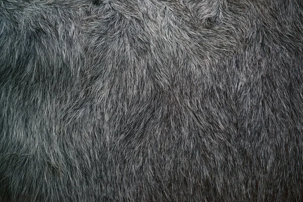 バッファローの毛皮のテクスチャ — ストック写真