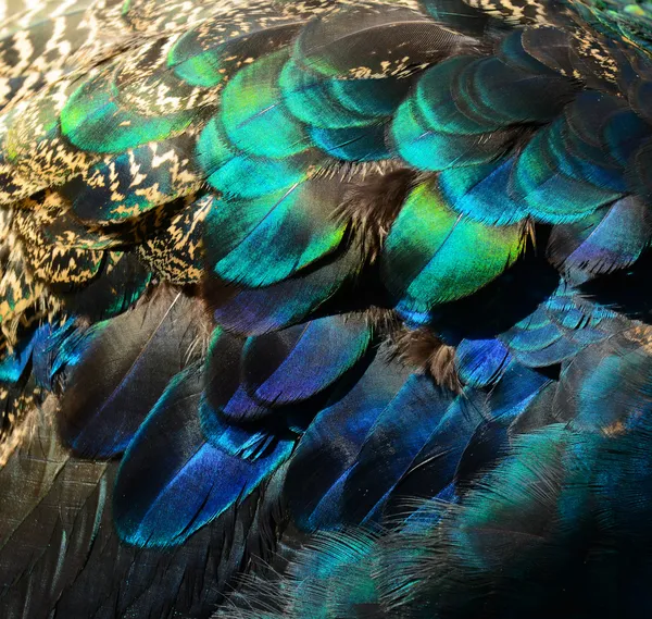 Färgglada påfågel fjädrar — Stockfoto