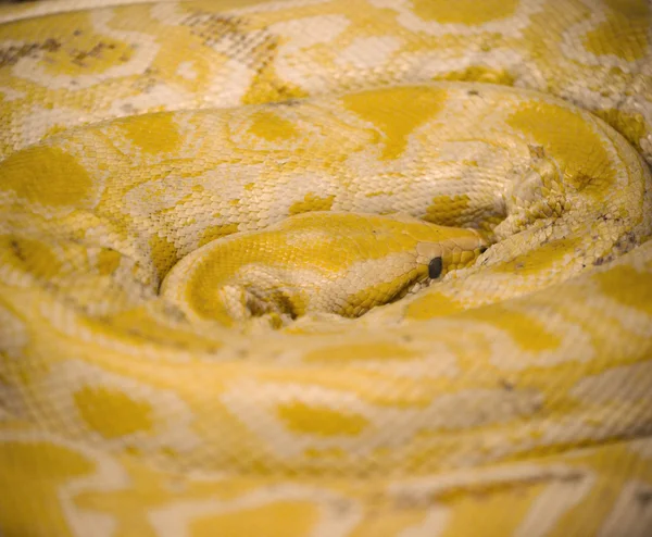 Gouden python — Stockfoto