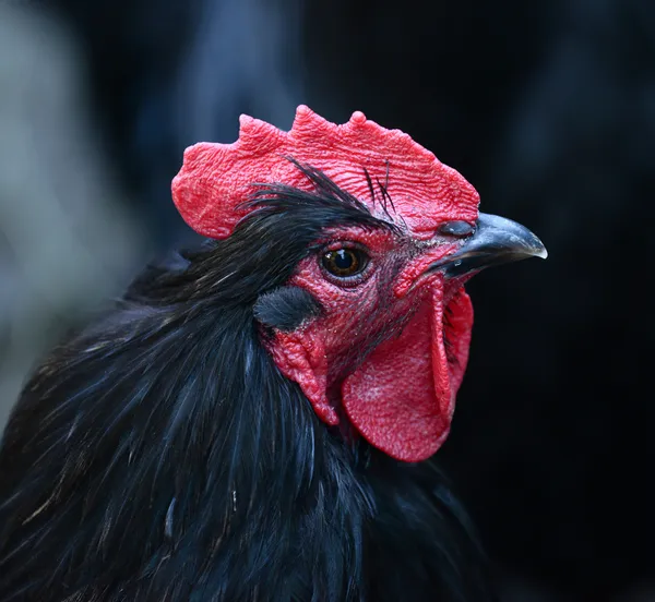 Portrait of rooster — Stock Photo, Image