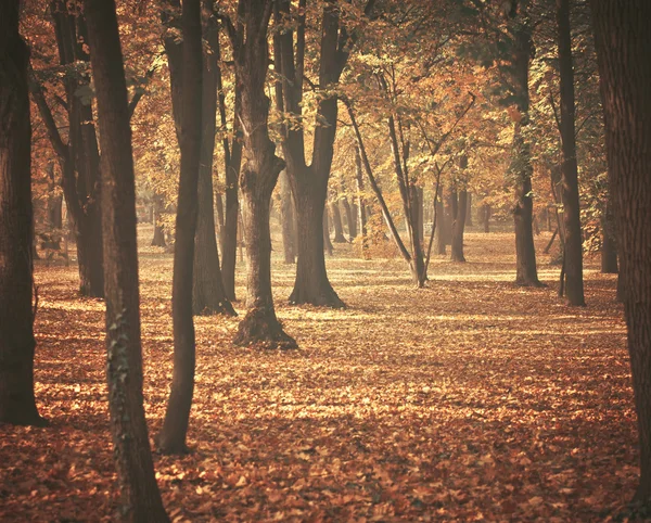 Herbstliche Farben im Wald — Stockfoto