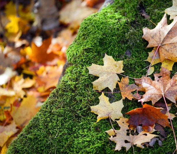 Herfst bos detail - moss en bladeren op steen — Stockfoto