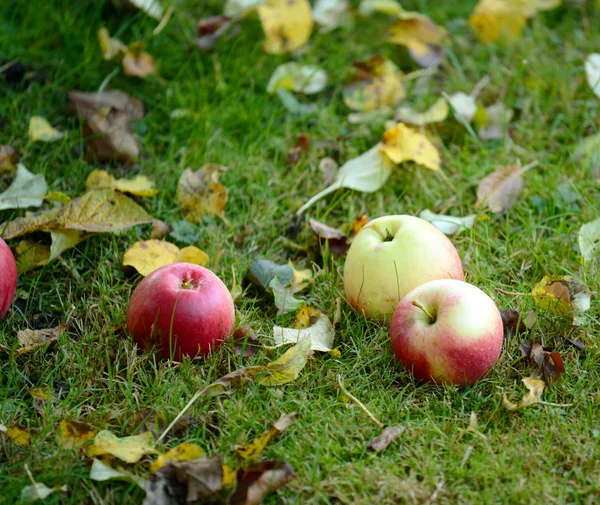 Frische Äpfel auf Gras — Stockfoto