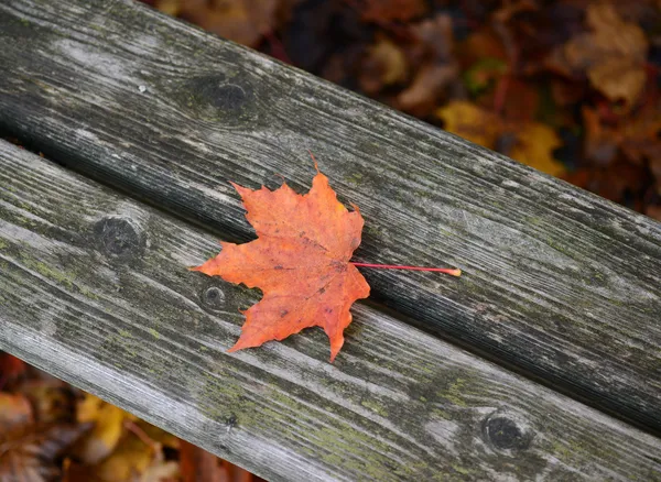 Hoja de otoño en banco de madera en el parque —  Fotos de Stock