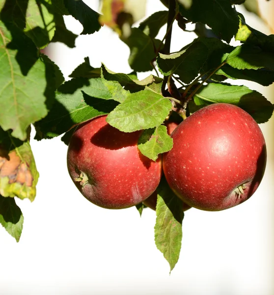 Frische Äpfel am Baum — Stockfoto