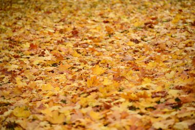 sonbahar yaprakları arka plan