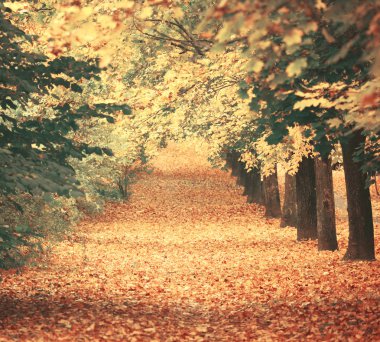 güzel rüya gibi sonbahar orman walkiing yolu ile