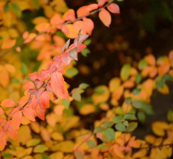 Herfst bladeren achtergrond — Stockfoto