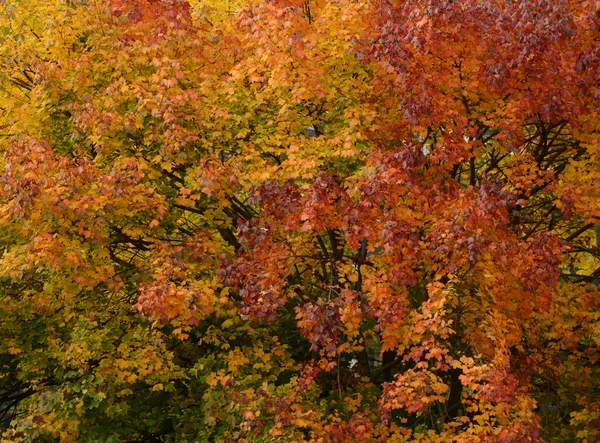 Цветные осенние ветви деревьев в золотых тонах — стоковое фото